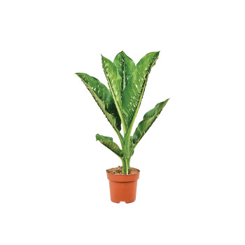 DIFENBAHIJA (Dieffenbachia seguine 