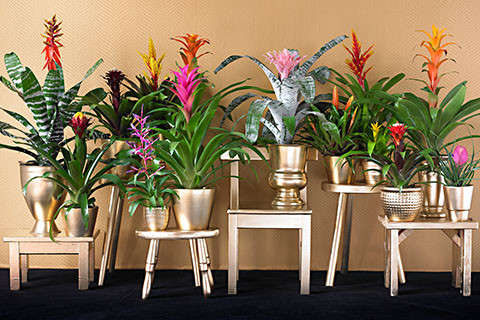 BROMELIJE – TROPSKA BARVITOST ZA VAŠ DOM