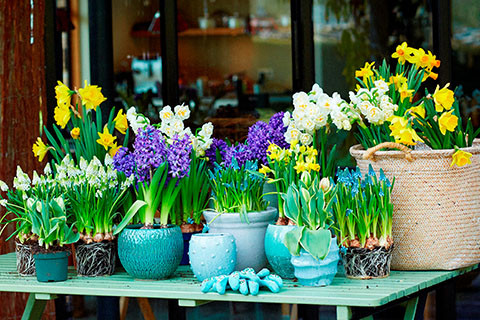 CVETOČI POMLADNI VRT