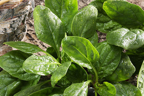 VEDNO SVEŽA ŠPINAČA