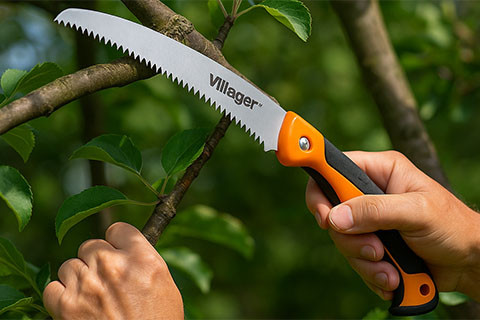 POLETNA REZ SADNEGA DREVJA