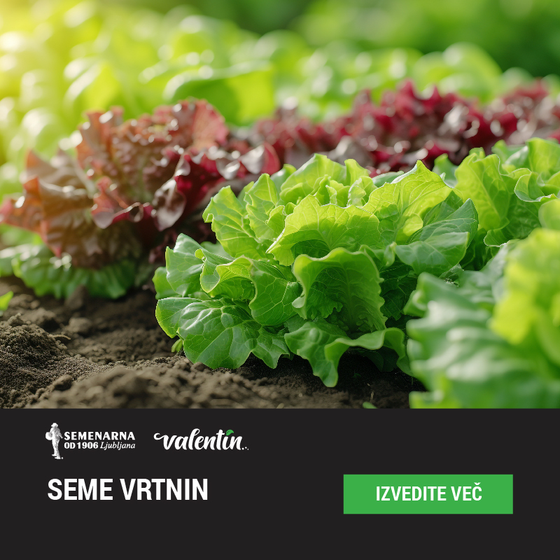 Seme vrtnin