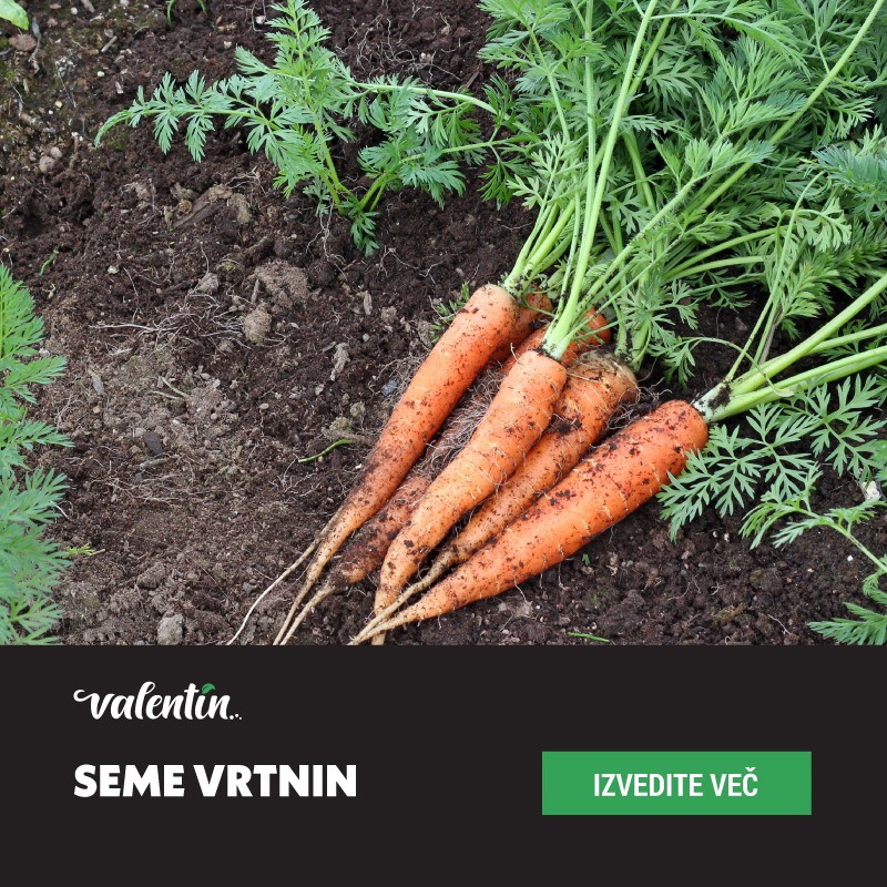 Seme  vrtnin