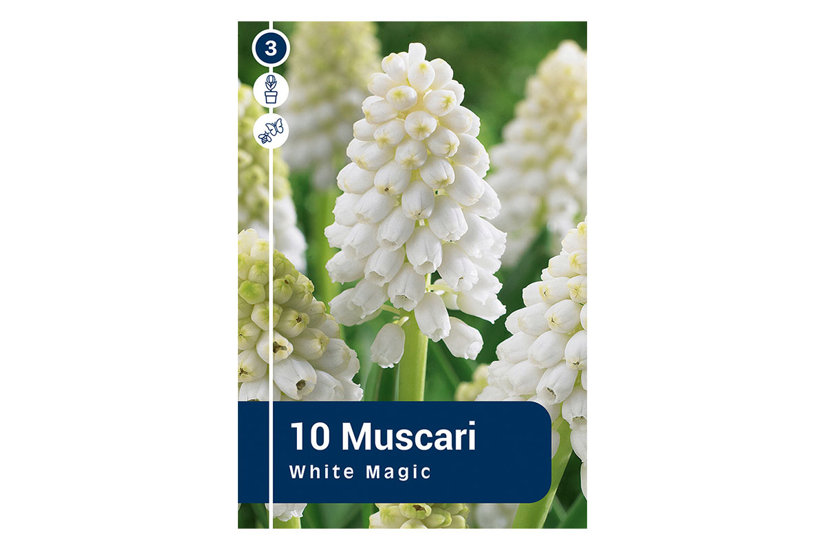 Master Muscari Aucheri White Magic 10/1 
