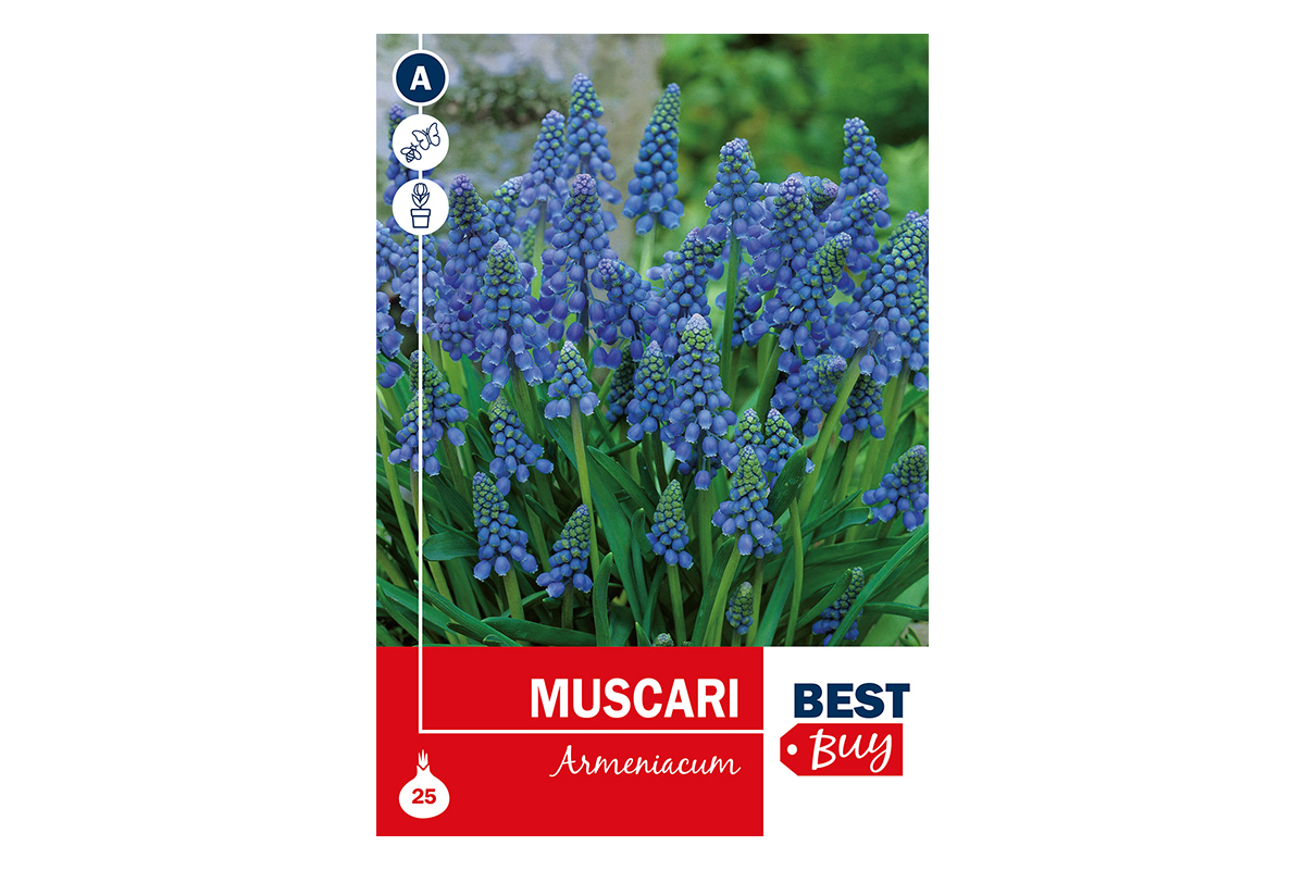 Super Best Buy Muscari Armeniacum Blue 25/1 