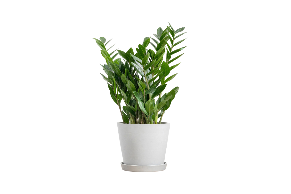 ZAMIJA (Zamioculcas zamiifolia, 8+ ), P17H55 