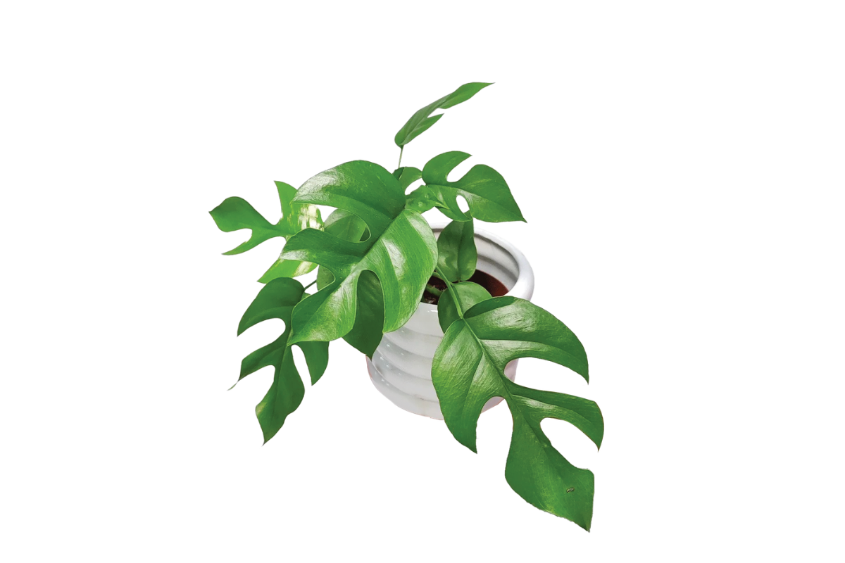 MONSTERA MINIMA (Raphidophora terasperma), P12H28 