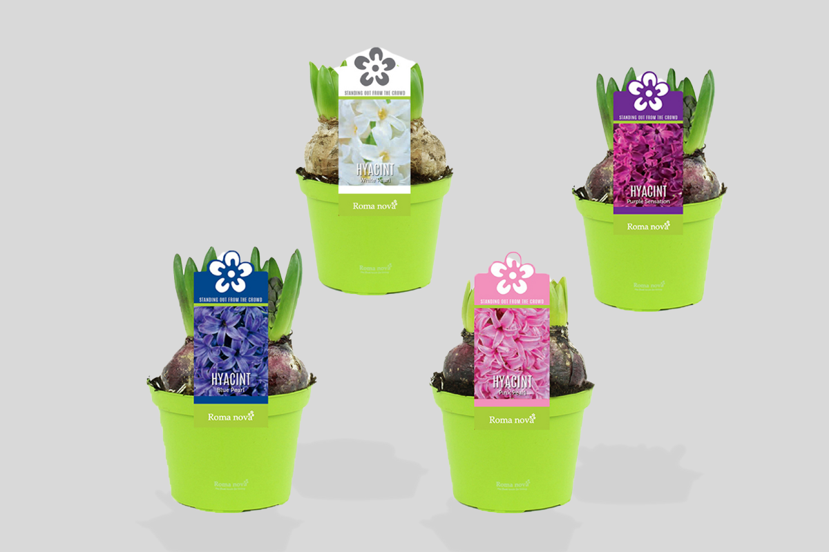 HIJACINTA (Hyacinthus sp.), P12H12