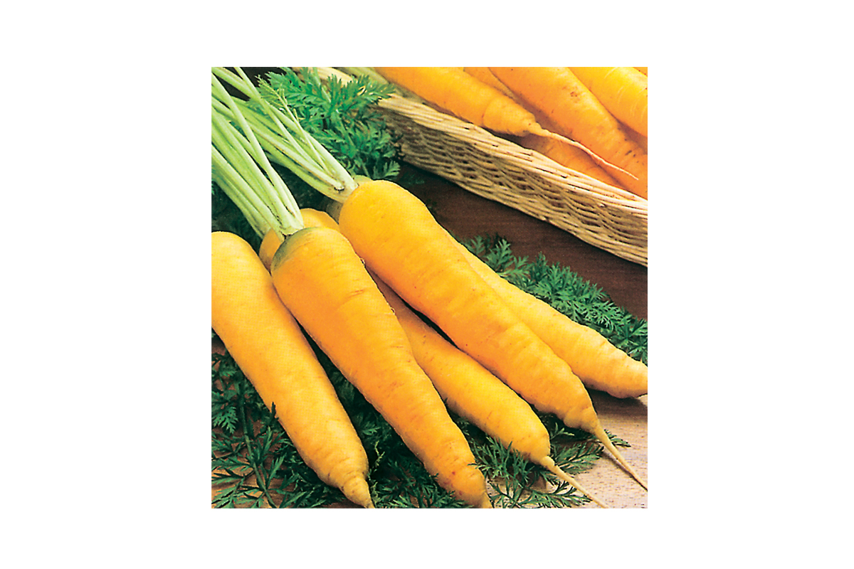 KORENJE KRMNO LJUBLJANSKO 100 G