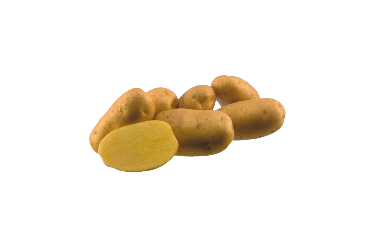 KROMPIR AGRIA A 25 kg 35/(50)55 mm