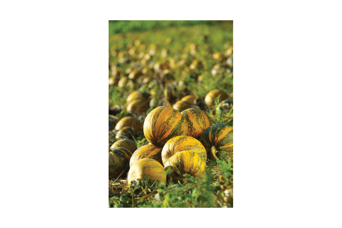 BUČA SLOVENSKA GOLICA 250 g