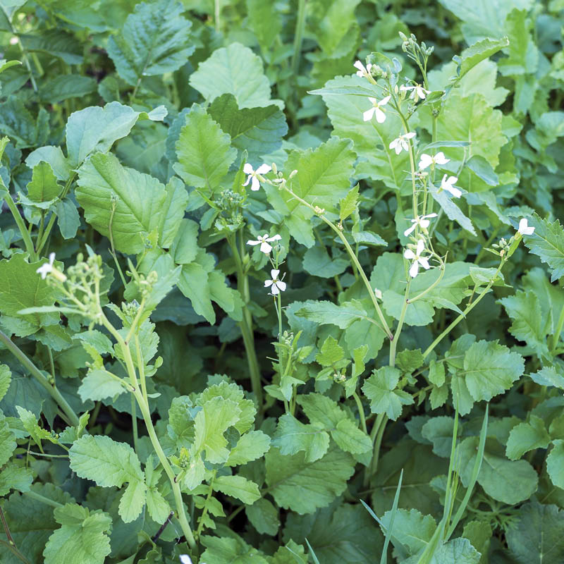 OLJNA REDKEV APOLL 1 kg