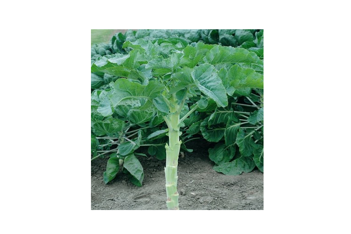 OHROVT KRMNI 100 G