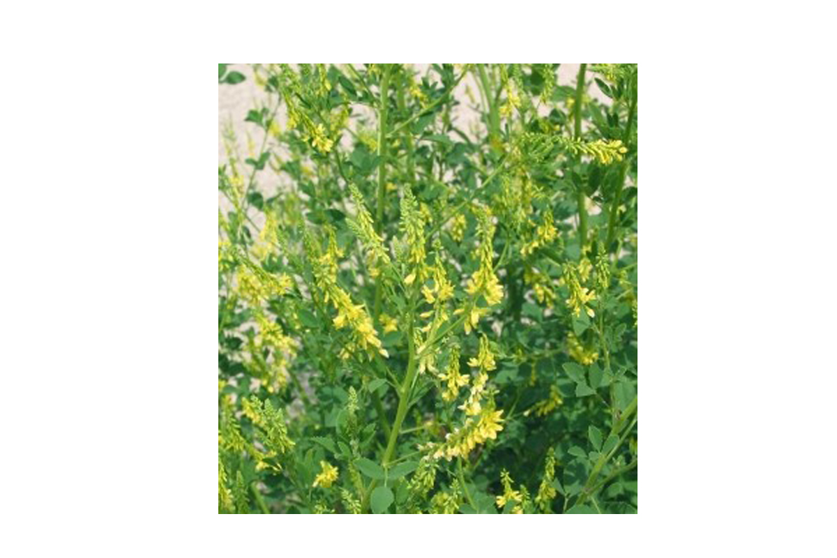 MEDENA DETELJA 1 kg