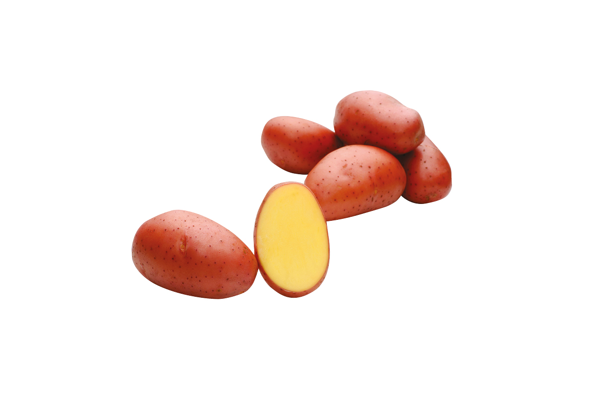 KROMPIR RED LADY 25 KG  A  35/55MM