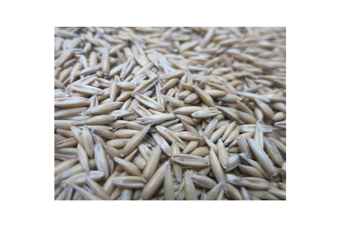 Oves Noni 25 kg netretirano 