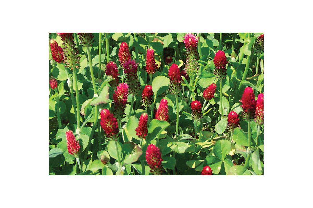 Inkarnatka Bolsena 1 kg