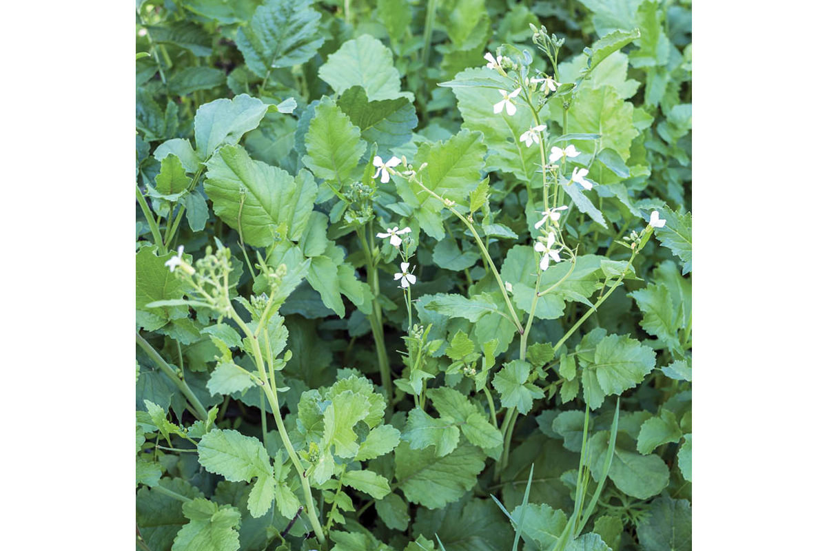 Oljna redkev Anna 25 kg