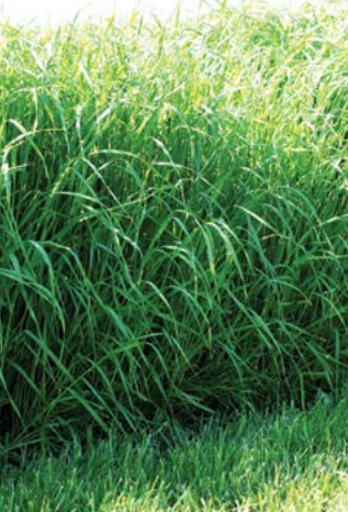 Sudanska trava Gardavan 15 kg 