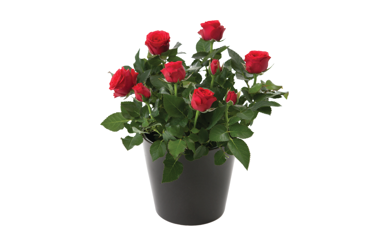 VRTNICA, SOBNA (Rosa sp. 