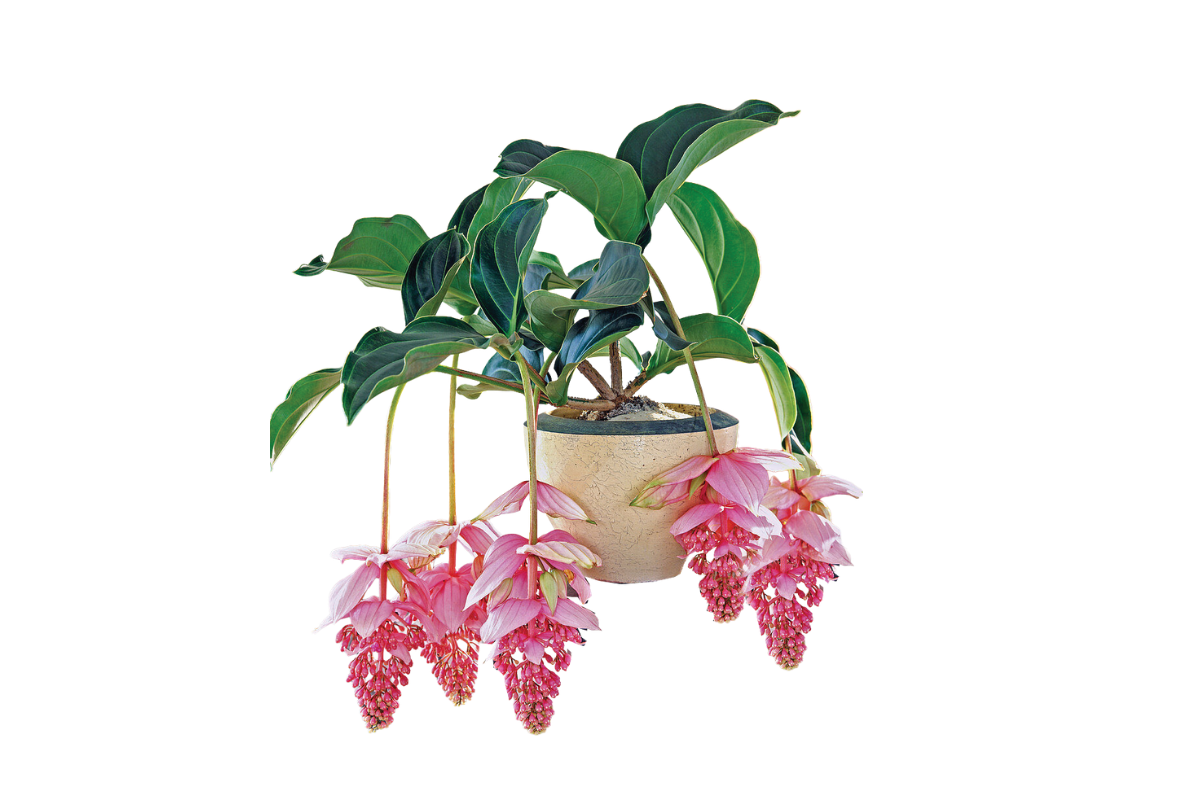 MEDINILA (Medinilla magnifica), P17H55 