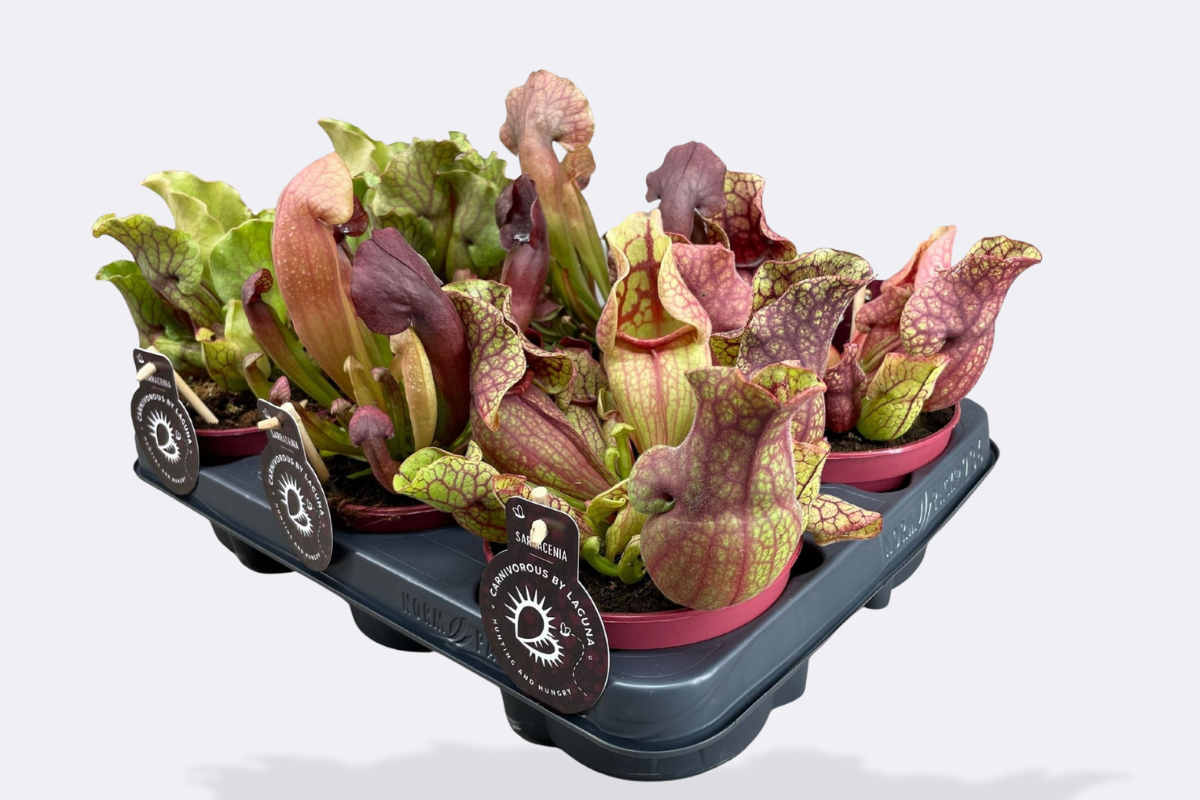 MESOJEDKA MIX (Sarracenia sp.), P12H25