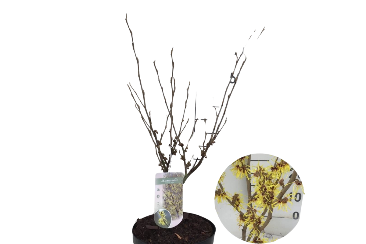 Nepozebnik (Hamamelis × intermedia