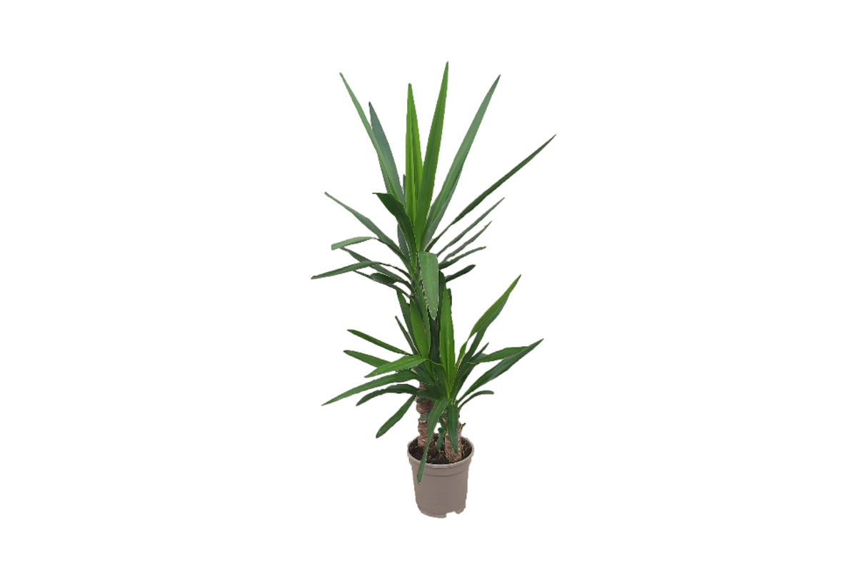 JUKA (Yucca elephantipes), P17H80