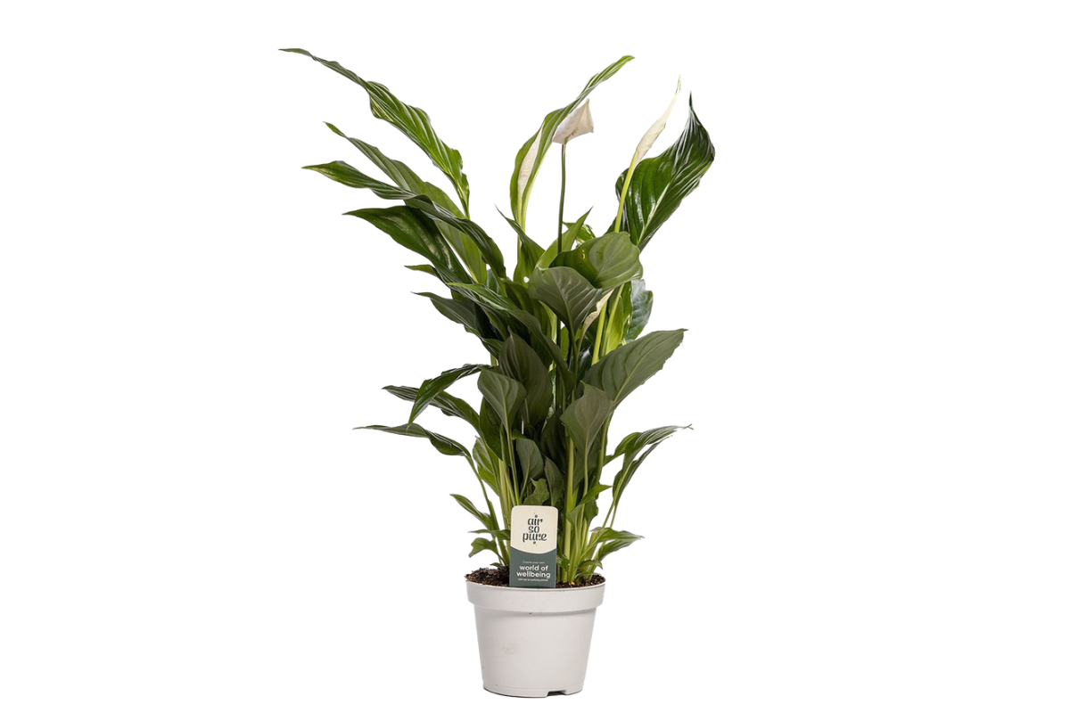 SPATIFIL (Spathiphyllum sp. 