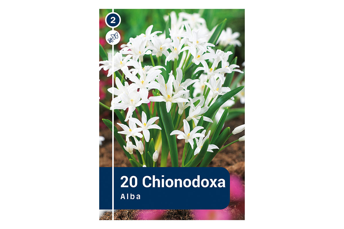 Master Chionodoxa Luciliae Alba 20/1 