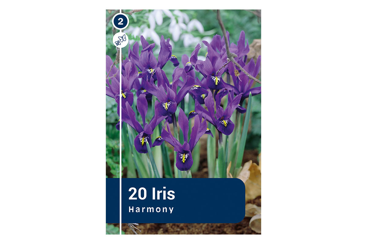 Master Iris Botanical Reticulata 20/1 