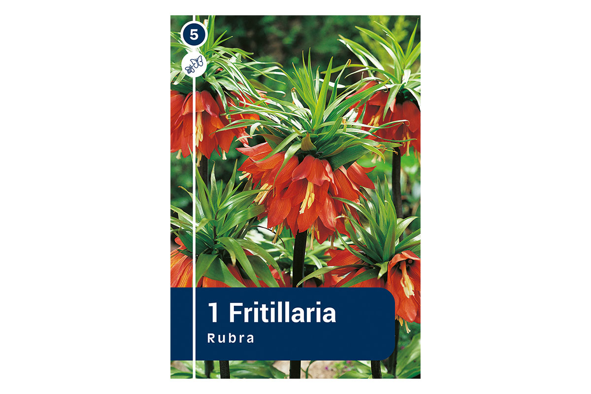 Master Fritillaria Imperialis Rubra 1/1 