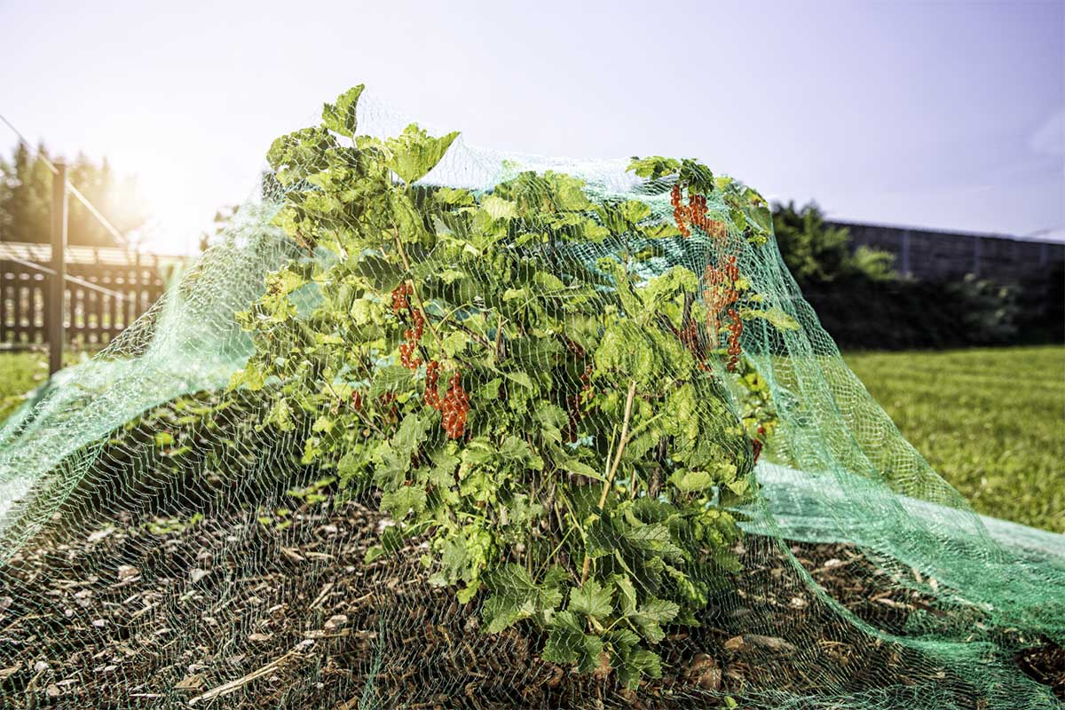 Mreža proti pticam 5x2 m 