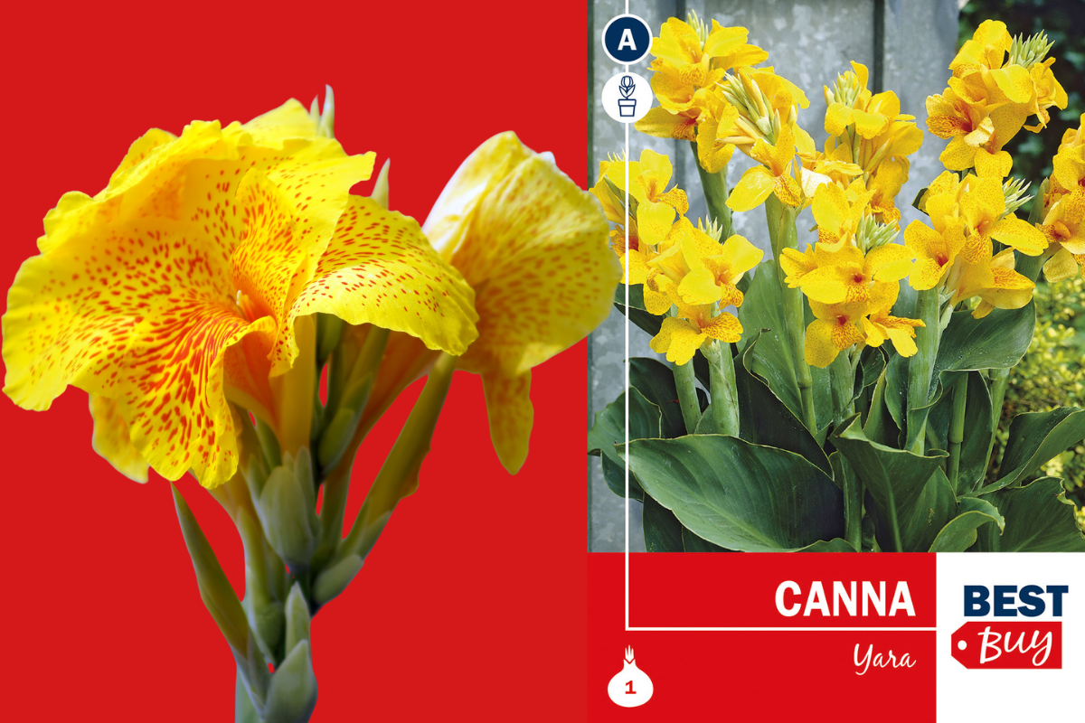 Best buy Canna Yara 1/1