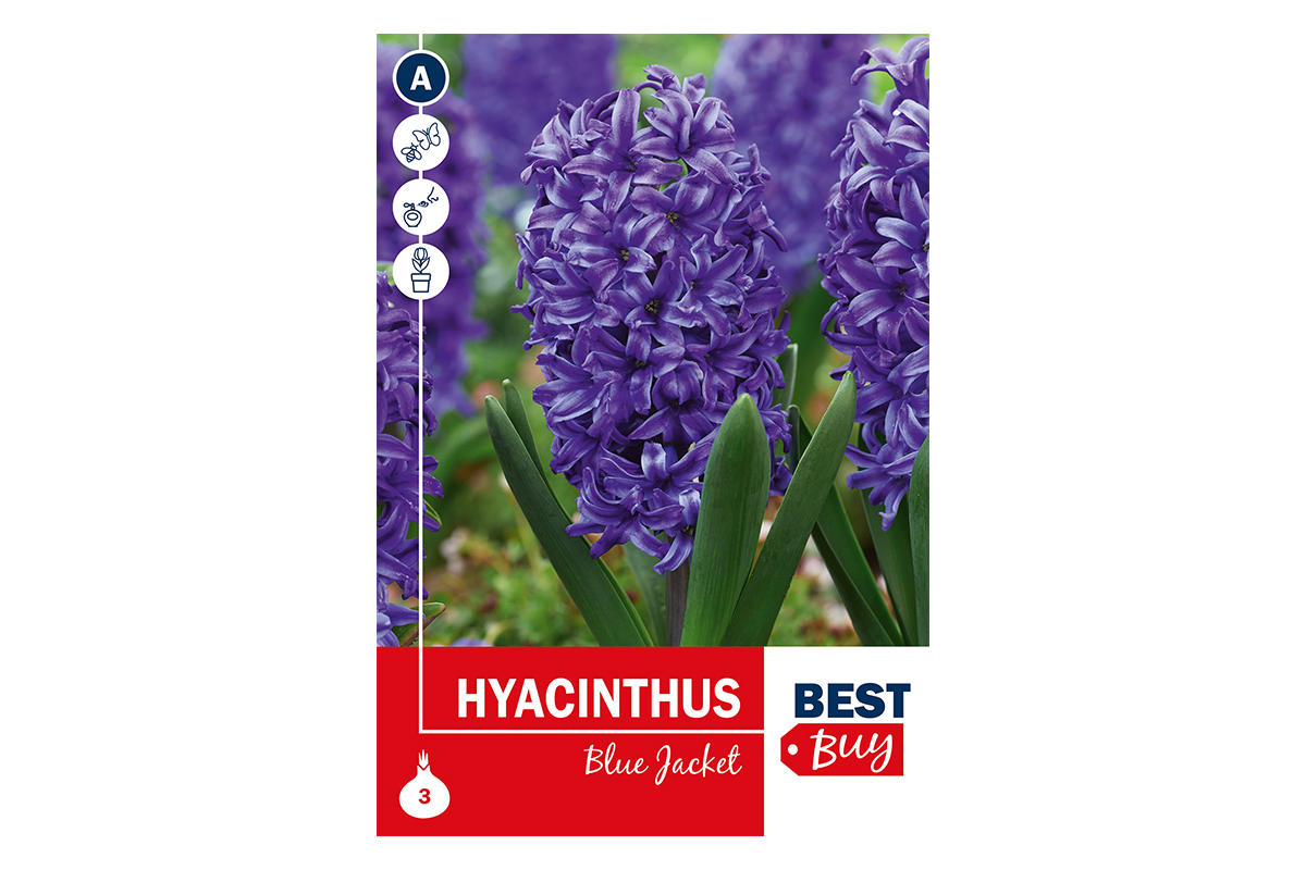 Super Best Buy Hyacinthus Blue Jacket 3/1 