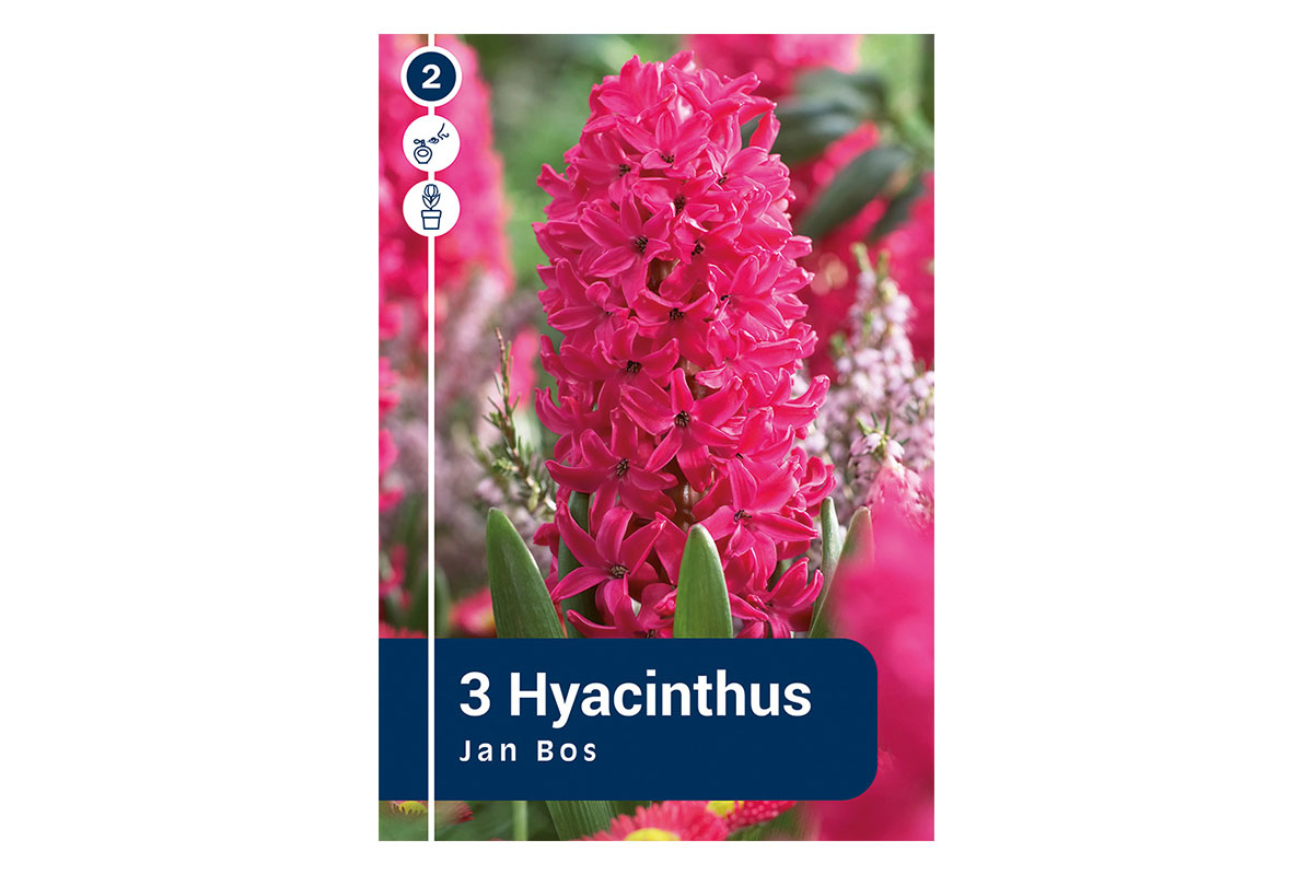 Master Hyacinthus Jan Bos 3/1 