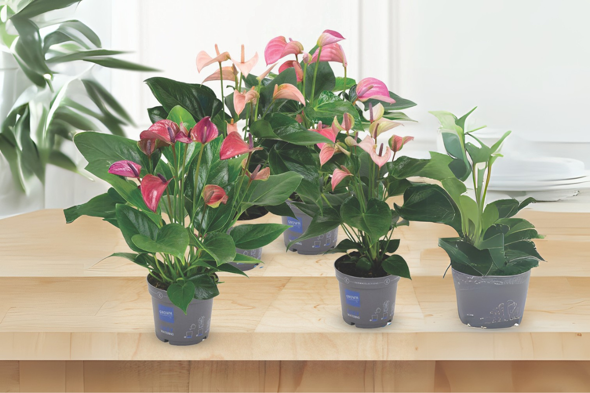 FLAMINGOVEC (Anthurium sp.), P12H43 