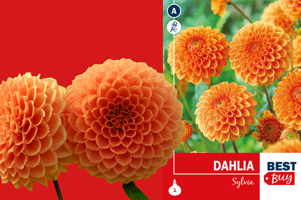 Best buy Dahlia Ball Sylvia 1/1 