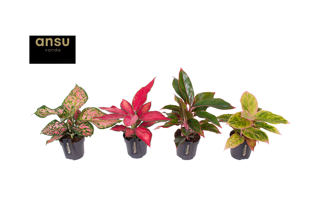 AGLAONEMA (Aglaonema sp., Colour Mix), P12H35
