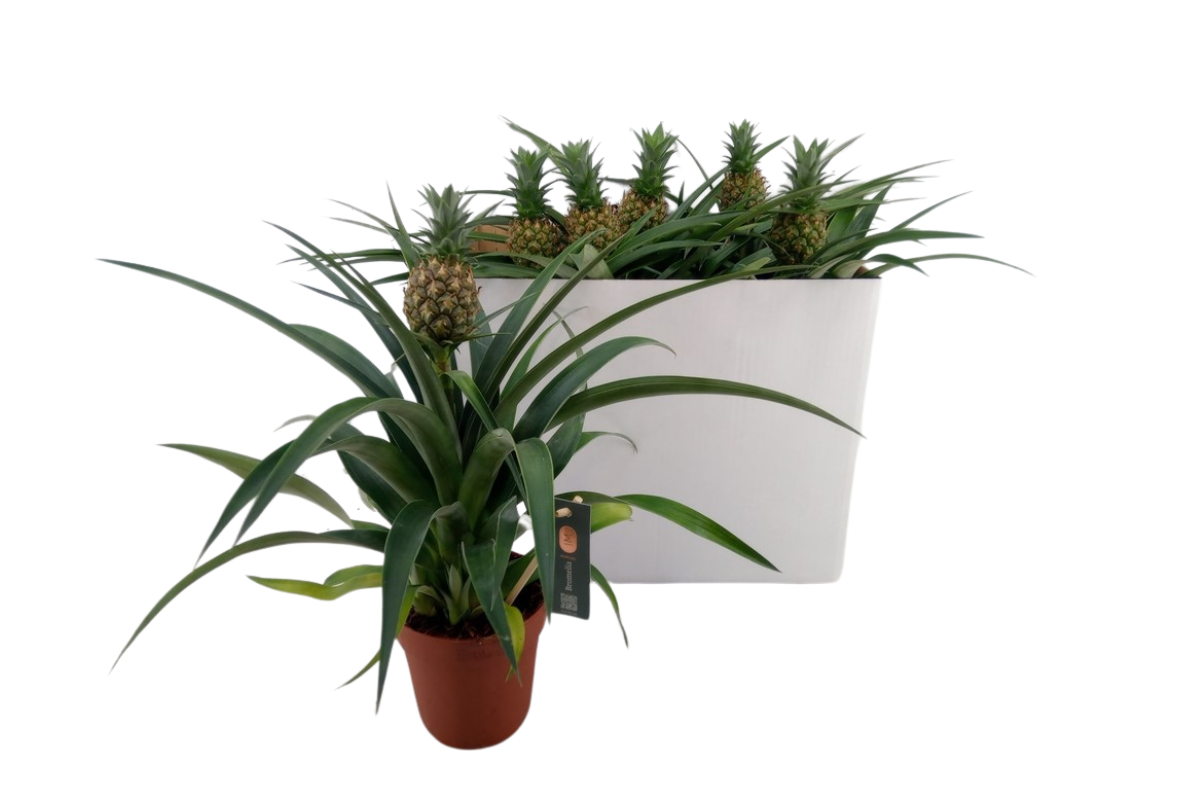 ANANAS OKRASNI (Ananas comosus