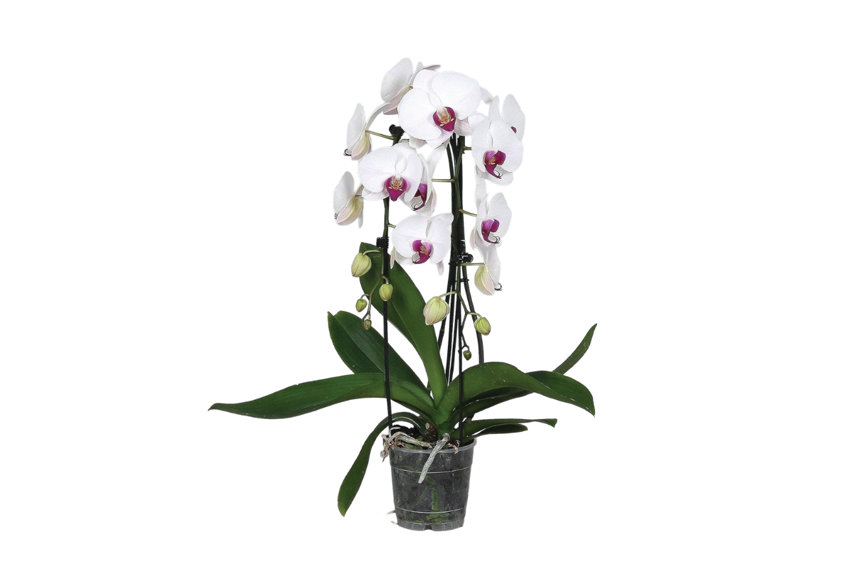 ORHIDEJA PHALAENOPSIS (Phalaenopsis sp. 