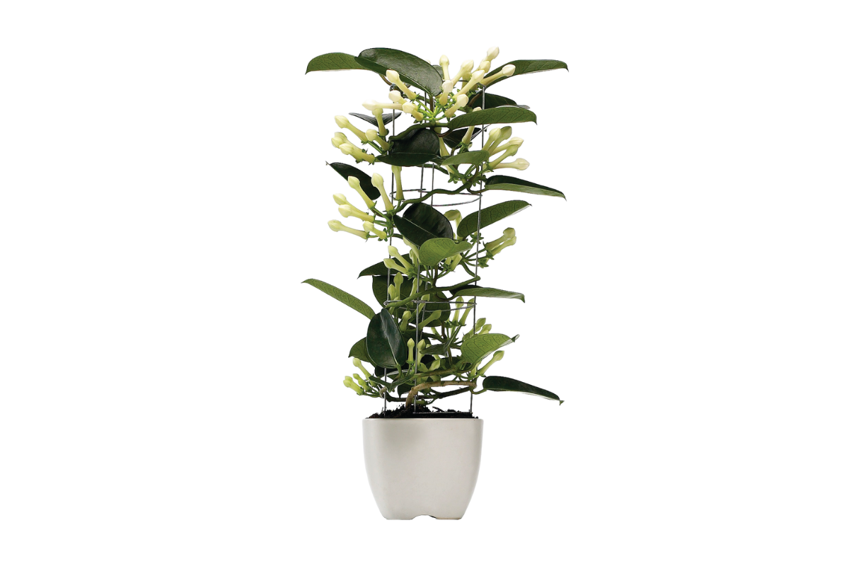 STEPHANOTIS (Stephanotis floribunda 