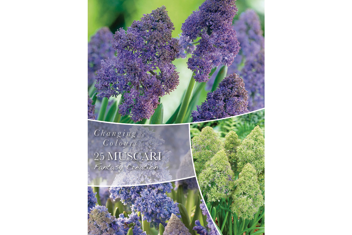 Changing Colors Muscari Fantasy Creation 25/1 