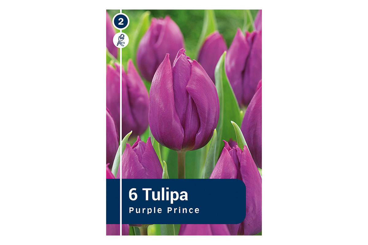Master Tulipa Purple Prince 6/1 