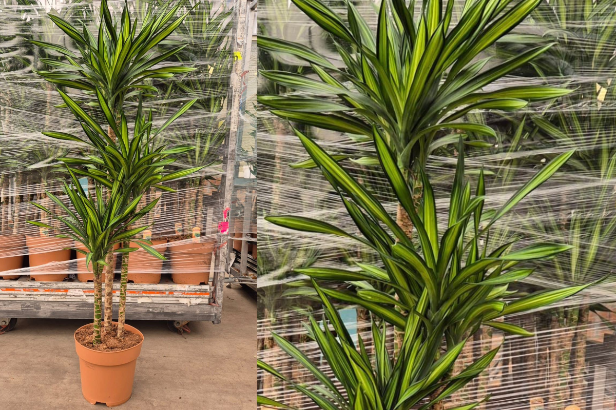Zmajevka (Dracaena fragrans