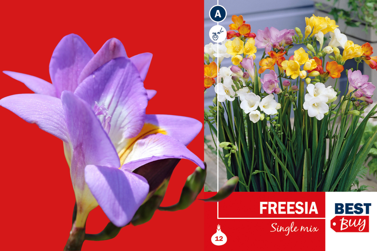 Best buy Freesia single mix 12/1