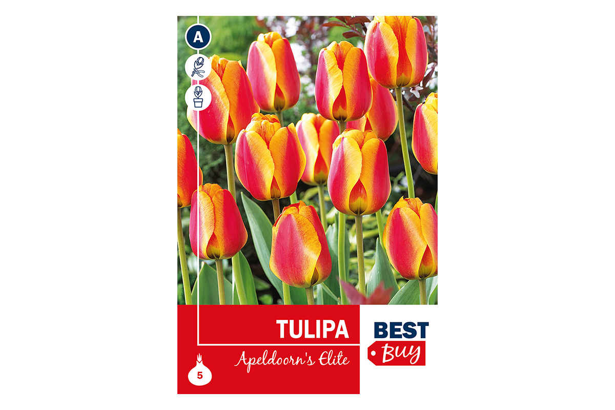 Super Best Buy Tulipa Darwin H. Apeldoorn