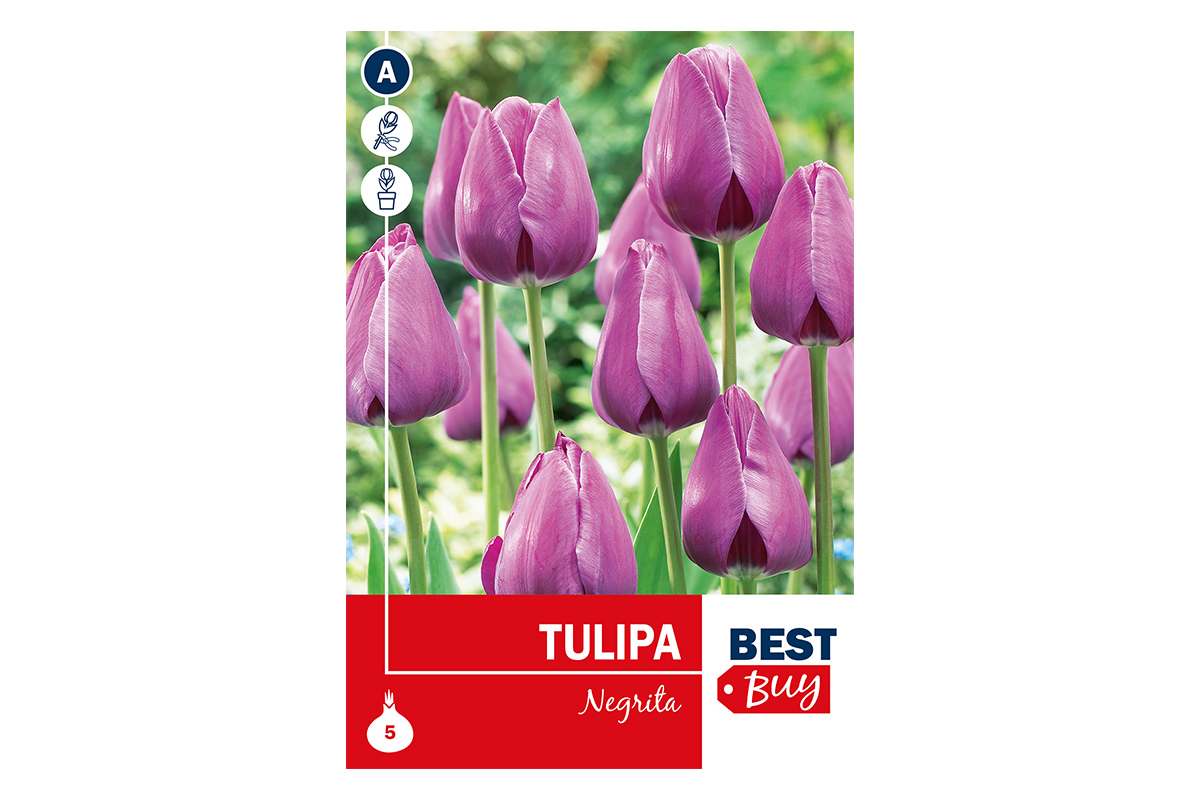 Super Best Buy Tulipa Triumph Negrita 5/1 