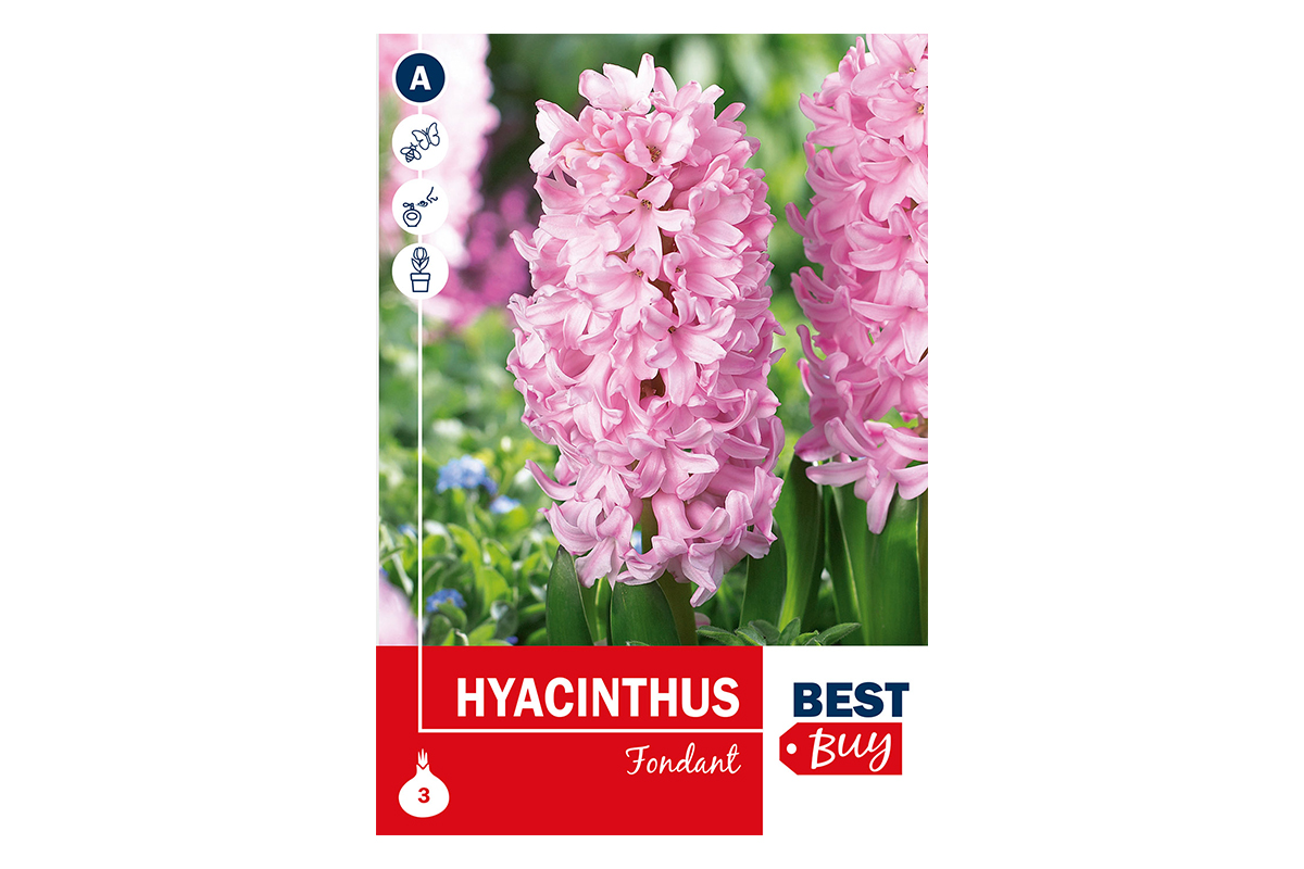 Super Best Buy Hyacinthus Fondante 3/1 