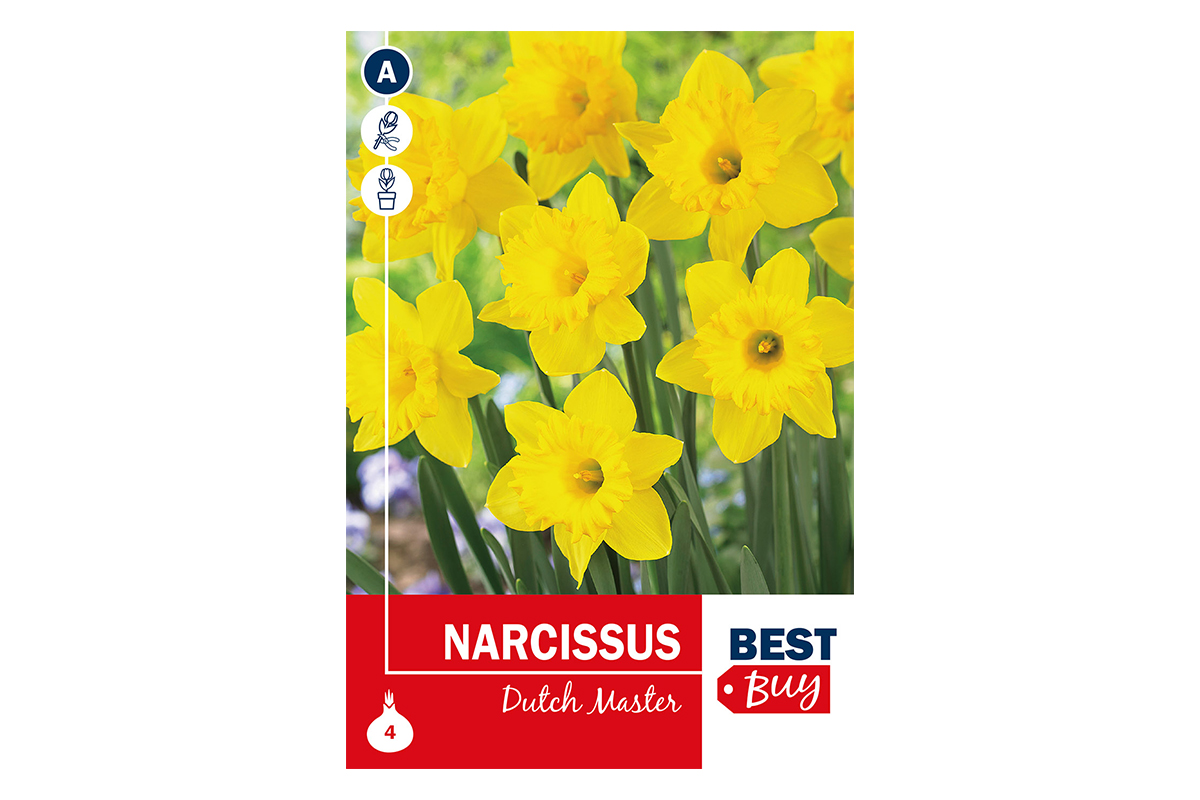 Super Best Buy Narcissus Dutch Master 4/1 